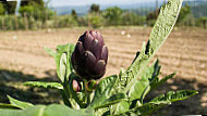 Tenuta La Bandita inside