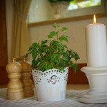 Gasthaus Spitzer inside