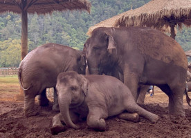 Elephant Nature Park outside