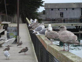 Lucas Wharf outside