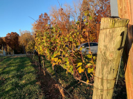 Daveste Vineyards outside