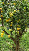 Paradise Meadows Orchard And Bee Farm, Home Of Hawaii's Local Buzz food