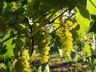 The Winery At Sovereign Estate