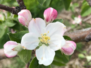 Kents Hill Orchard