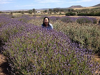 Lavender Valley Farm Gift Shop and Cafe