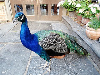 The Meeting Pool - Montsalvat