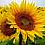 Los Girasoles