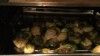 Brussels Sprouts