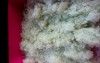 Coleslaw