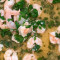 Broiled Jumbo Shrimp Scampi