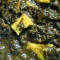 V6. Palak Paneer