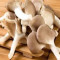 Xiù Zhēn Gū Oyster Mushroom