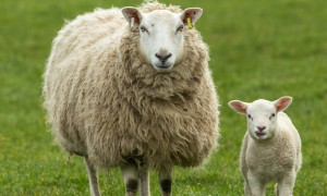 Lamb