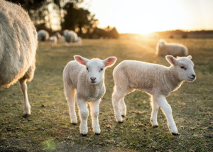 Lamb