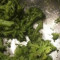 Steamed Broccoli