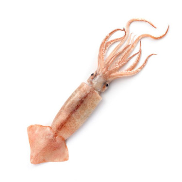 Squid Squid