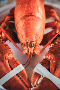 Lobster