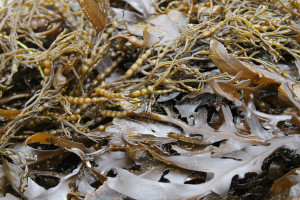 Seaweed Salad