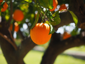 Simply Orange