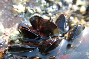 Mussels