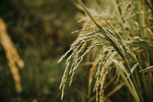Rice