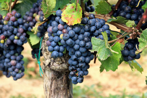 Red Wine