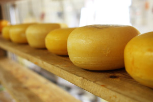 Cheese Omelette