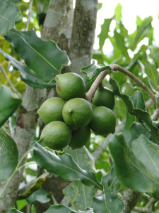 White Chip Macadamia Nut