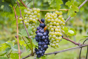 Pinot Grigio