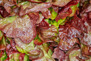 Garden Salad