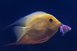 Fish Taco
