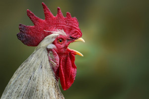 Cordon Bleu