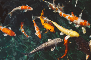 Fish Taco