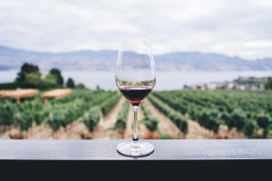 Pinot Noir