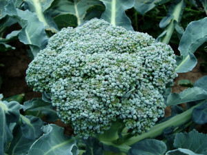 Broccoli Beef