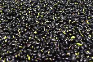 Black Bean Burger