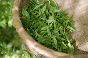 Lemon Green Tea