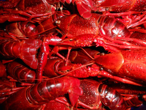 Crawfish