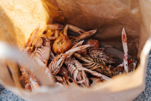 Crawfish