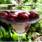 Cherries Jubilee