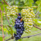 Pinot Grigio Libertas, Italy