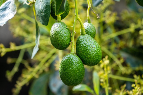 3Oz Guacamole