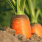 Glazed Baby Carrots