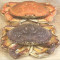 Dungeness Crabs