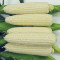 White Sweet Corn