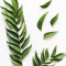 Curry Leaves