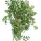 Cilantro leaves