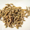 Cumin Seed