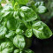 Basil Basil