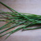 Chives